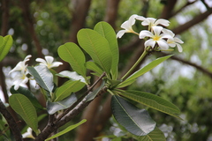 Plumeria obtusa