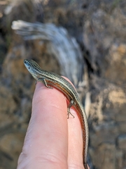 Pseudemoia entrecasteauxii