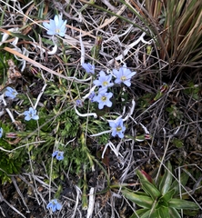Gentiana sedifolia