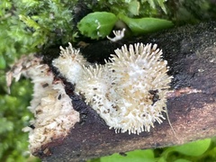 Echinoporia hydnophora