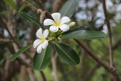 Plumeria obtusa