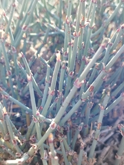 Ephedra chilensis