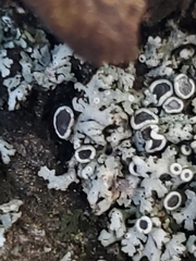 Rhizoplaca chrysoleuca