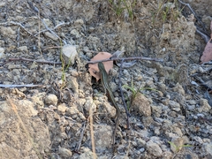 Pseudemoia entrecasteauxii