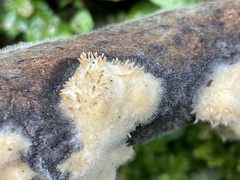 Echinoporia hydnophora