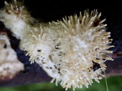 Echinoporia hydnophora