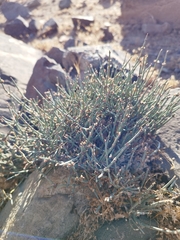 Ephedra chilensis