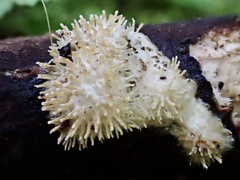 Echinoporia hydnophora