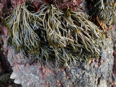 Pelvetia canaliculata