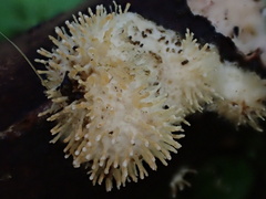 Echinoporia hydnophora