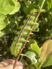 Automeris io
