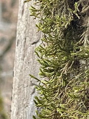 Forsstroemia trichomitria