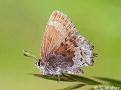 Callophrys irus