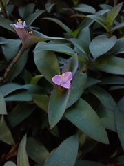 Tradescantia pallida