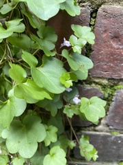Cymbalaria muralis