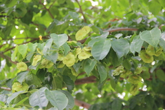 Pterocarpus indicus
