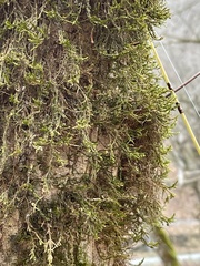 Forsstroemia trichomitria