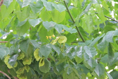 Pterocarpus indicus