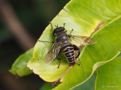 Mallota curvigaster