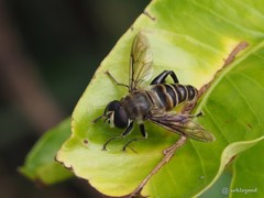 Mallota curvigaster