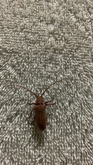 Oncideres impluviata