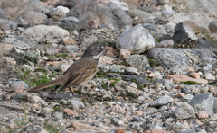 Artemisiospiza belli