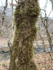 Forsstroemia trichomitria
