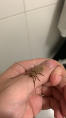 Oncideres impluviata