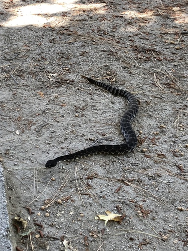 iNaturalist observation photo of Southern Pacific Rattlesnake