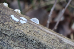 Amphibalanus improvisus