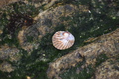 Trochita trochiformis