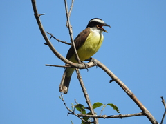 Pitangus sulphuratus