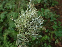 Platismatia stenophylla