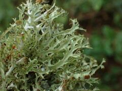 Platismatia stenophylla