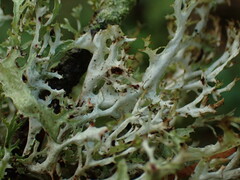 Platismatia stenophylla