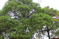 Alstonia scholaris