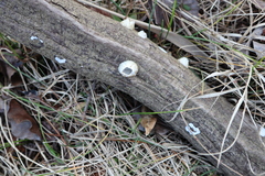 Amphibalanus improvisus