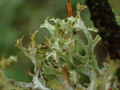 Platismatia stenophylla