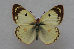 Colias hyale