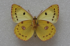 Colias hyale
