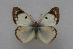 Colias hyale