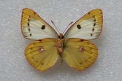 Colias hyale