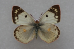 Colias hyale