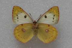 Colias hyale