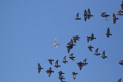 Columba livia domestica