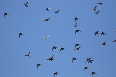 Columba livia domestica