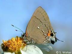 Electrostrymon angelia