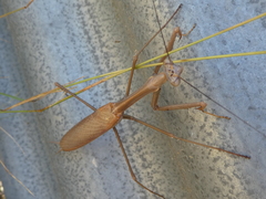 Archimantis