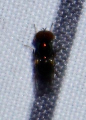 Microchrysa