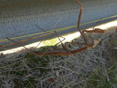 Archimantis